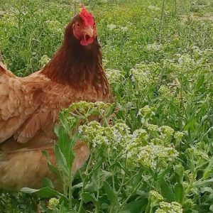 تخم نطفه دار مرغ بومی