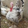 تخم نطفه دار بوقلمون نژاد برنز آمریکایی و محلی