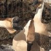 فروش تخم نطفه دار قوغاز