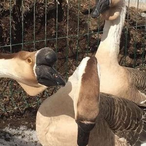 فروش تخم نطفه دار قوغاز