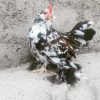 Belgian chicken eggs1 تخم نطفه دار مرغ بلژیکی