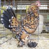 Belgian chicken eggs6 تخم نطفه دار مرغ بلژیکی