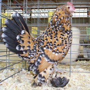 تخم نطفه دار مرغ بلژیکی