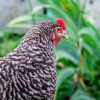Plymouth Rock Chicken1 مرغ پلیموت راک