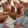 Plymouth Rock Chicken3 مرغ پلیموت راک