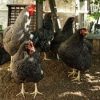 Plymouth Rock Chicken4 مرغ پلیموت راک