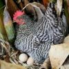 Plymouth Rock Chicken5 مرغ پلیموت راک