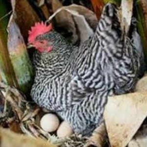 مرغ پلیموت راک