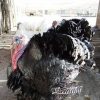 تخم نطفه دار بوقلمون