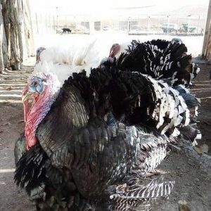 تخم نطفه دار بوقلمون
