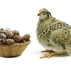خرید و فروش تخم نطفه دار بلدرچین