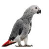 تخم نطفه دار کاسکو