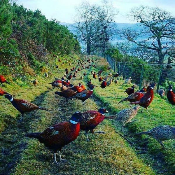 تخم نطفه دار قرقاول
