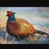 تخم نطفه دار قرقاول