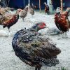 تخم نطفه دار قرقاول