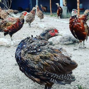 تخم نطفه دار قرقاول