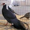 تخم نطفه دار قرقاول
