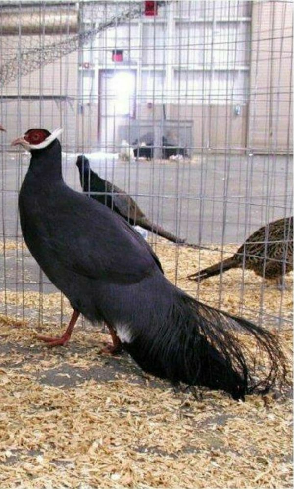 تخم نطفه دار قرقاول