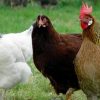 Chicken eggs 1 تخم نطفه دار مرغ کاپ