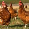 Chicken eggs 2 تخم نطفه دار مرغ کاپ