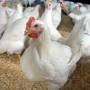 Chicken eggs 3 تخم نطفه دار مرغ کاپ