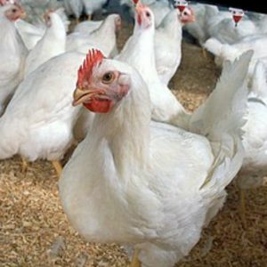 تخم نطفه دار مرغ کاپ