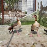 تخم نطفه دار غاز