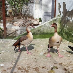 تخم نطفه دار غاز