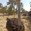 تخم نطفه شترمرغ