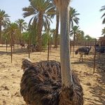 تخم نطفه شترمرغ