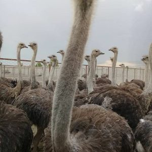 تخم نطفه شترمرغ