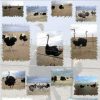 تخم نطفه شترمرغ