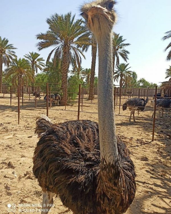 تخم نطفه شترمرغ