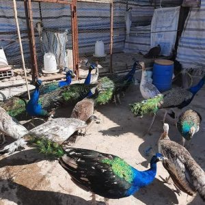 تخم نطفه دار طاووس