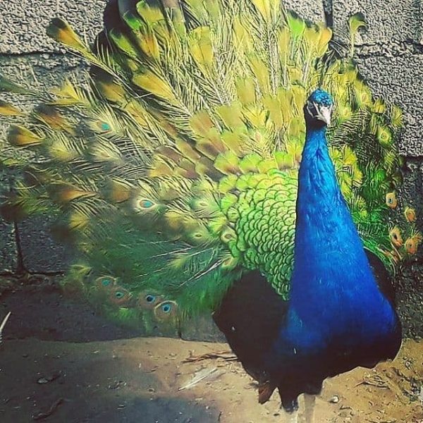 تخم نطفه دار طاووس