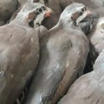 تخم نطفه دار کبک