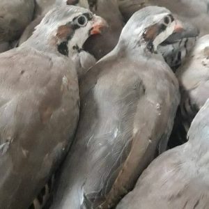 تخم نطفه دار کبک