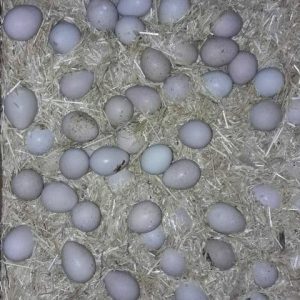 تخم نطفه دار کبک
