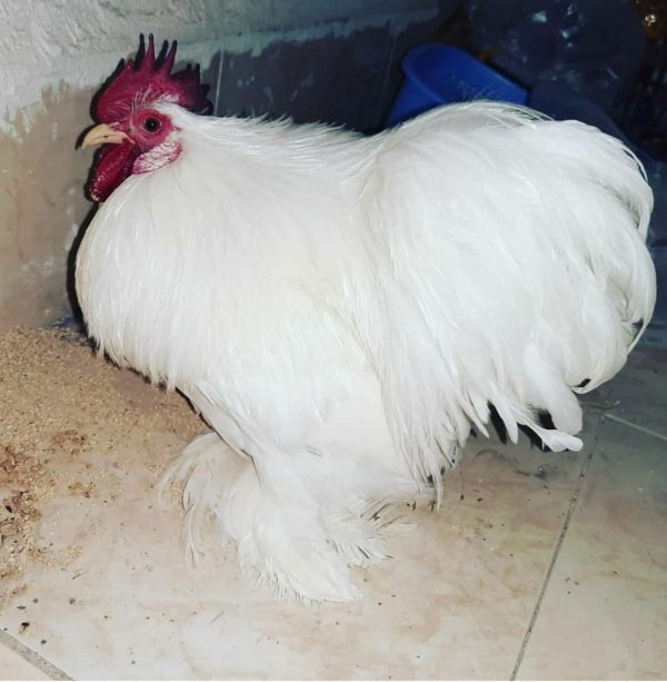 تخم نطفه دار مرغ برهما