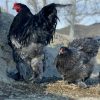 تخم نطفه دار مرغ برهما