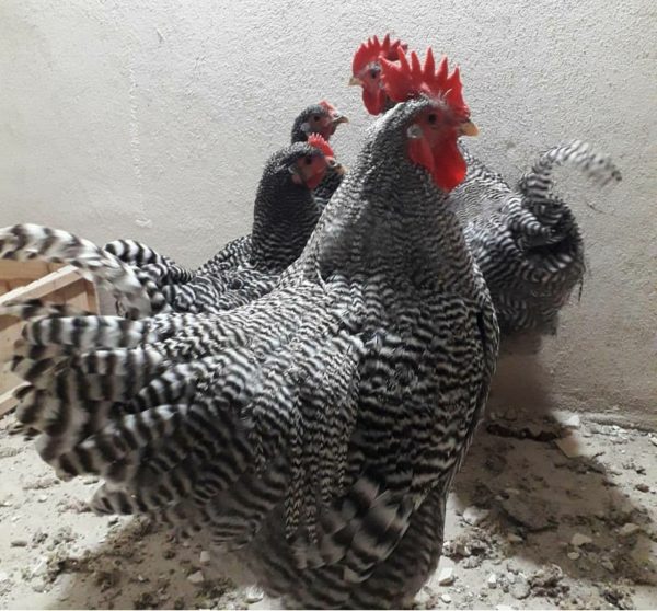 تخم نطفه دار مرغ برهما