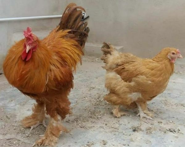 تخم نطفه دار مرغ برهما