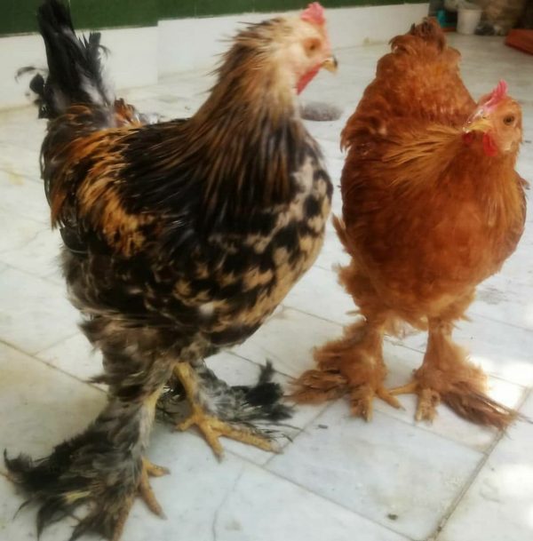 تخم نطفه دار مرغ برهما