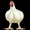 Broiler eggs 1 تخم نطفه دار مرغ گوشتی