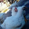 Broiler eggs 2 تخم نطفه دار مرغ گوشتی