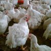 Broiler eggs 3 تخم نطفه دار مرغ گوشتی