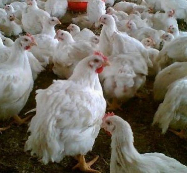 تخم نطفه دار مرغ گوشتی