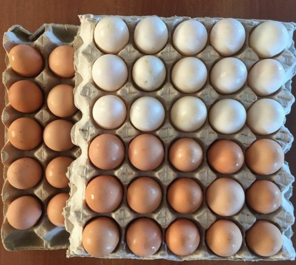 تخم نطفه دار مرغ گوشتی