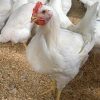 Broiler eggs 5 تخم نطفه دار مرغ گوشتی