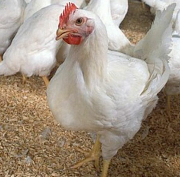 تخم نطفه دار مرغ گوشتی